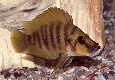 Altolamprologus compressiceps